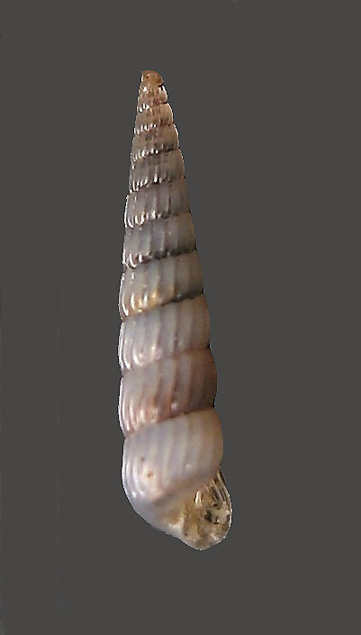 Turbonilla hamata